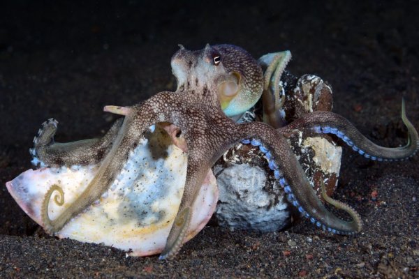 Кракен рабочее зеркало